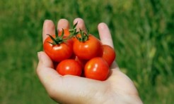 超簡単！ビューティーフード｢トマト｣を飽きずに続けるレシピ7選