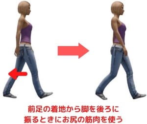 この筋肉の主な役割は、脚を後ろに蹴る動作をすることです。例えば、歩く時に前足を地面に着地させてから後ろに振る時です