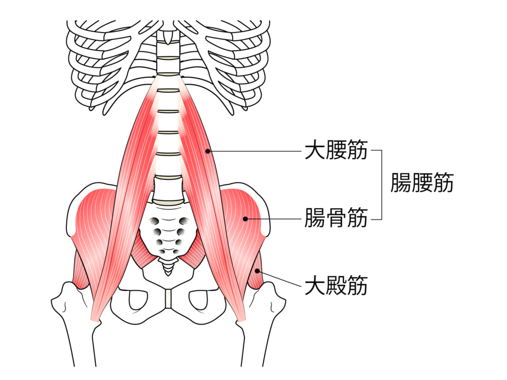 今回意識してほしいのが、どちらのエクササイズも胸の下から脚と意識し、動かすコト。なぜなら、下記の図のように脚（太ももの骨＝大腿骨）は、大腰筋からつながっており、この大腰筋を動かすと脚が動きます。